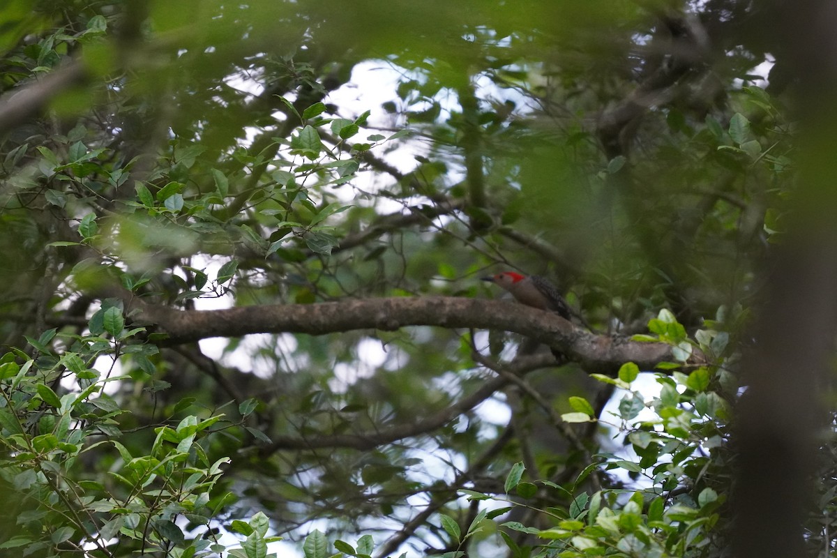 Red-bellied Woodpecker - ML620455958