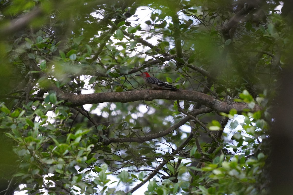 Red-bellied Woodpecker - ML620455959