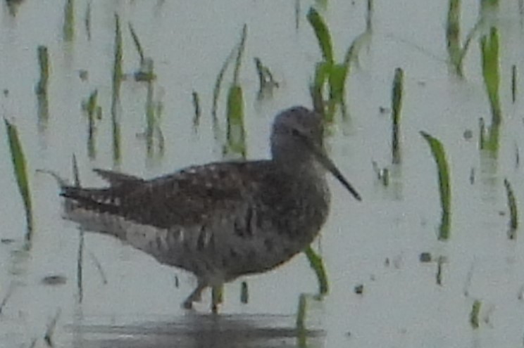 Stilt Sandpiper - ML620455962