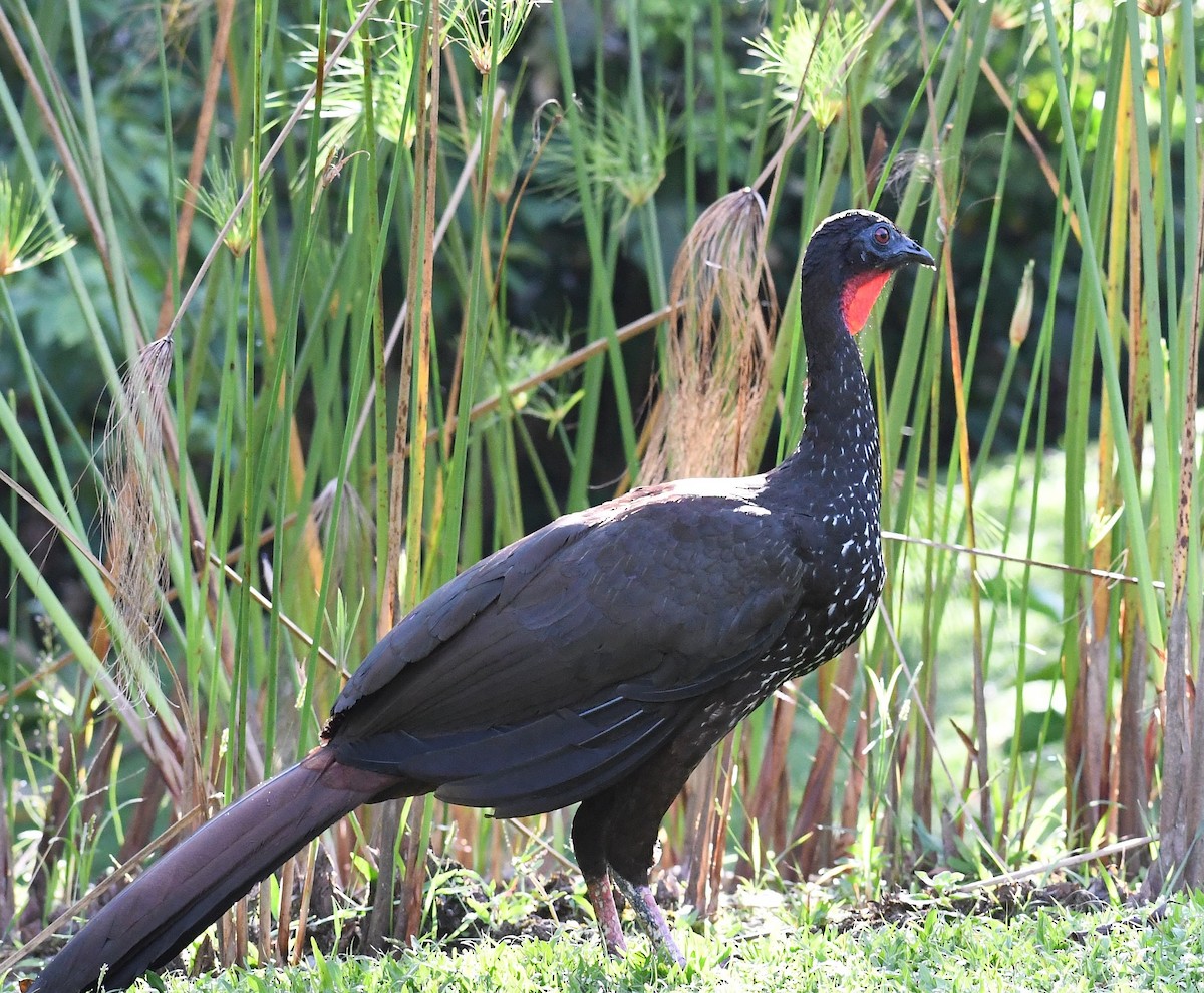 Crested Guan - ML620455975