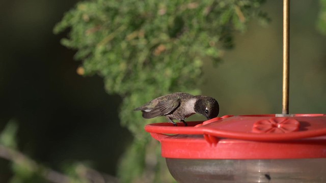 Black-chinned Hummingbird - ML620455976