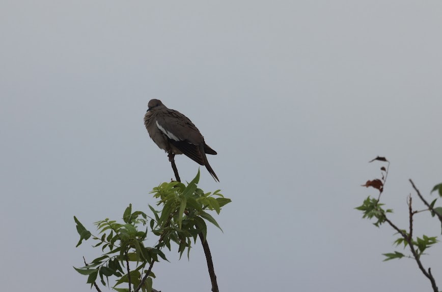 White-winged Dove - ML620455983