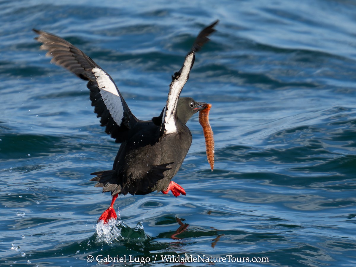 Black Guillemot - ML620455986