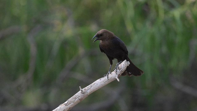 Brown-headed Cowbird - ML620455990