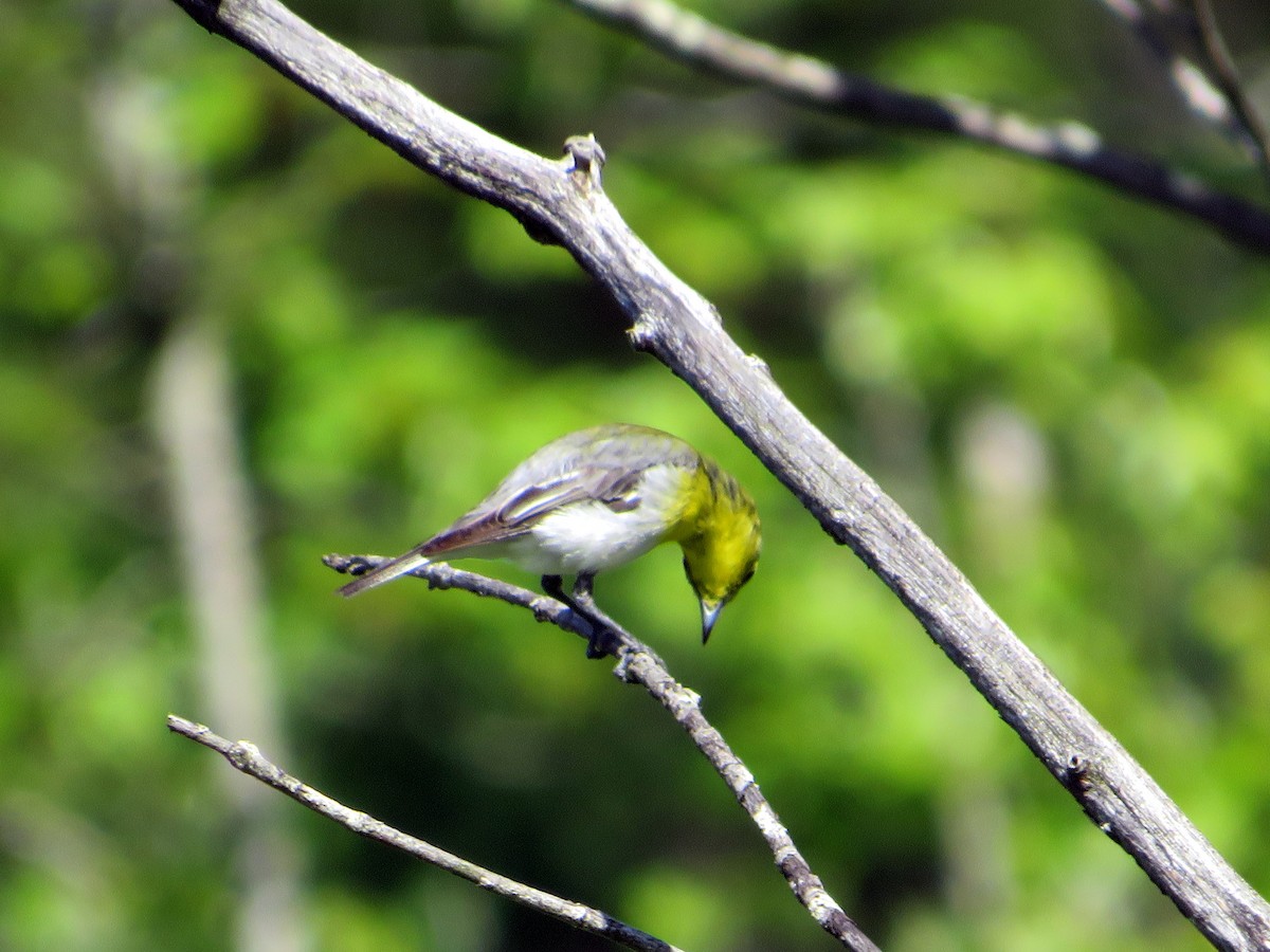 Yellow-throated Vireo - ML620455996