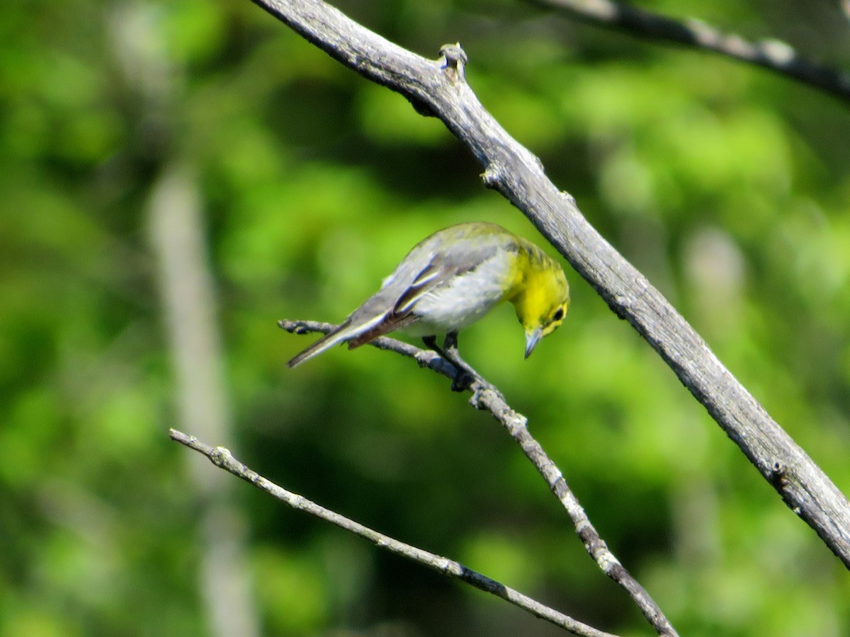 Yellow-throated Vireo - ML620455997