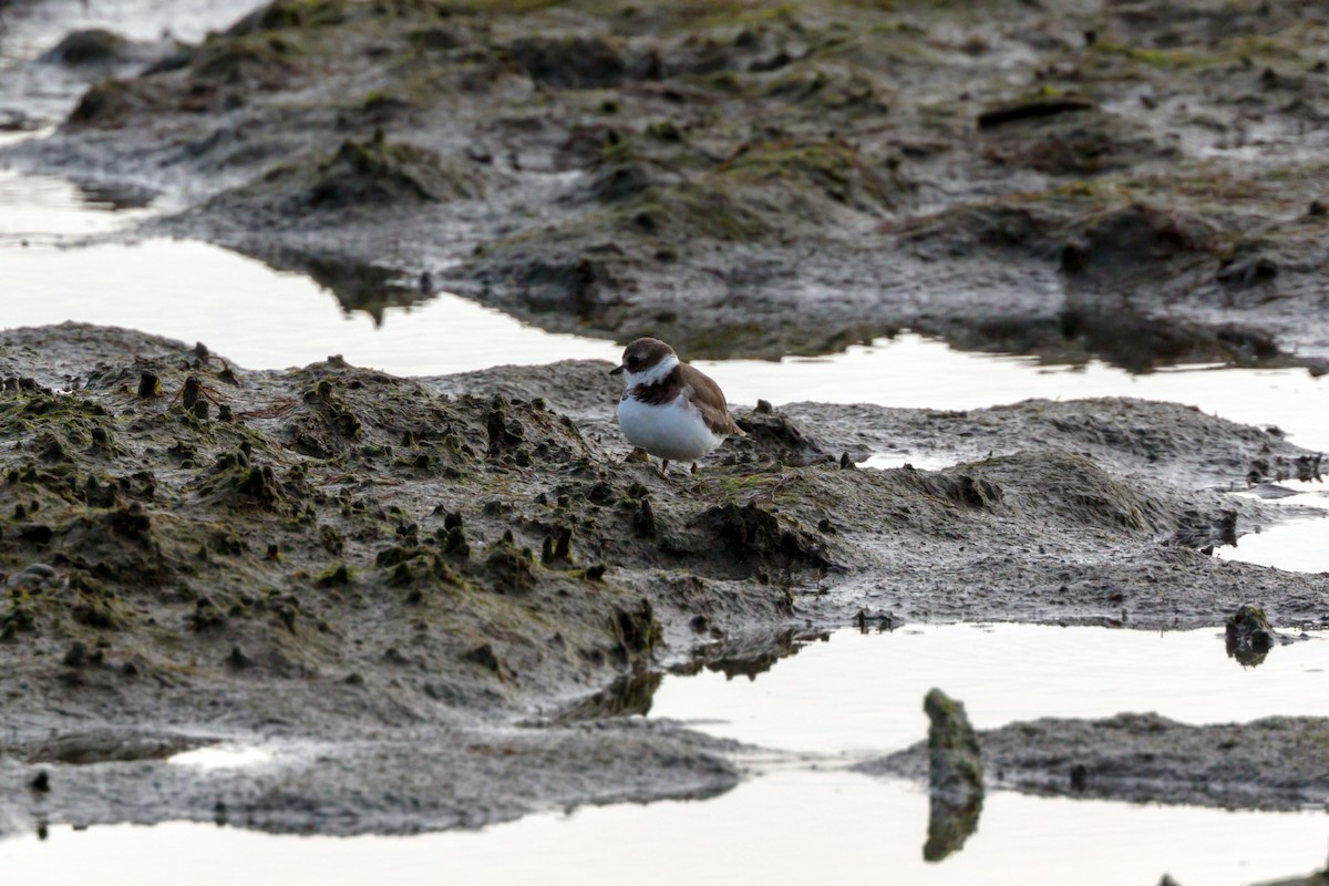 Semipalmated Plover - ML620456000