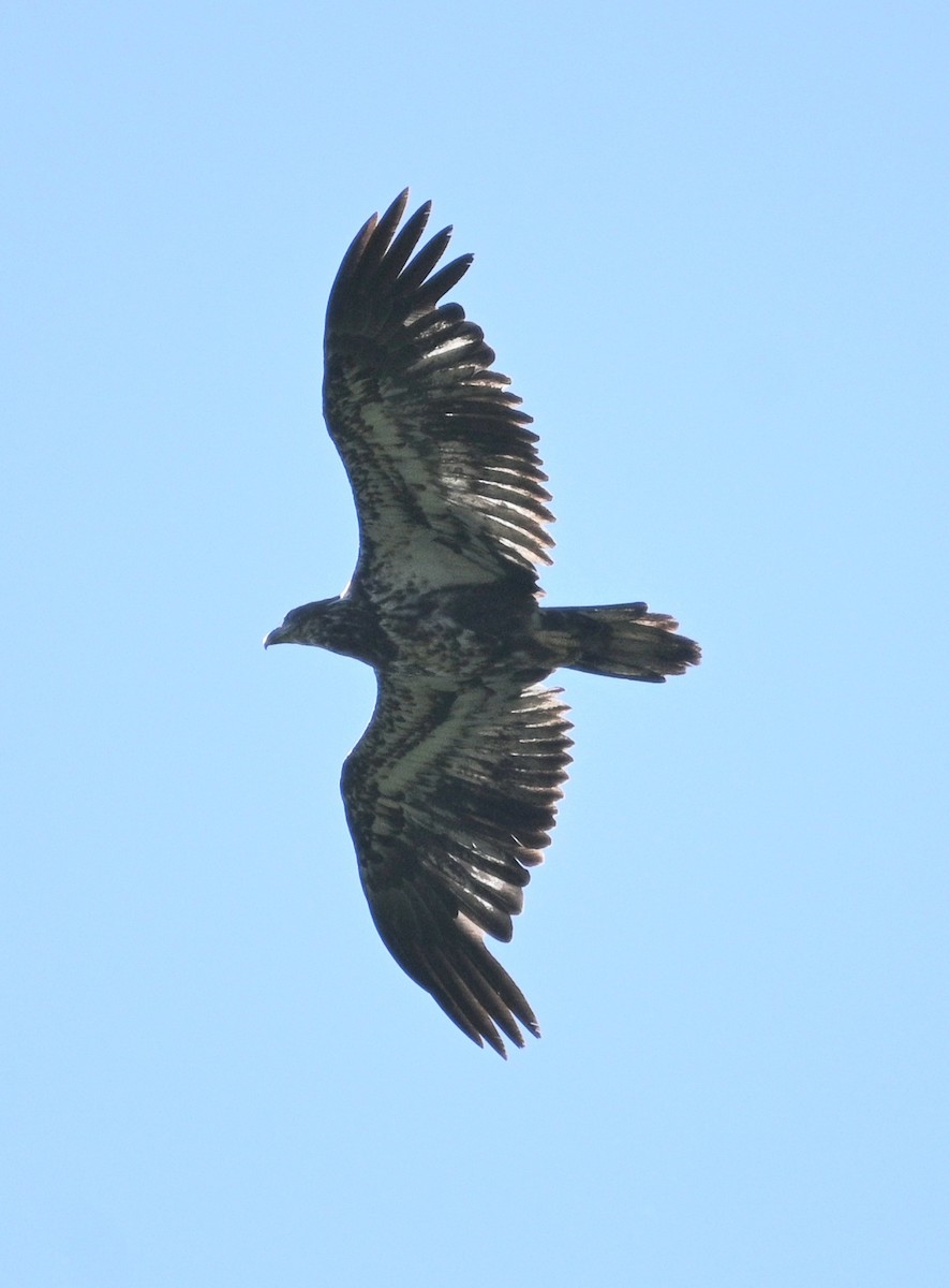 Bald Eagle - ML620456003