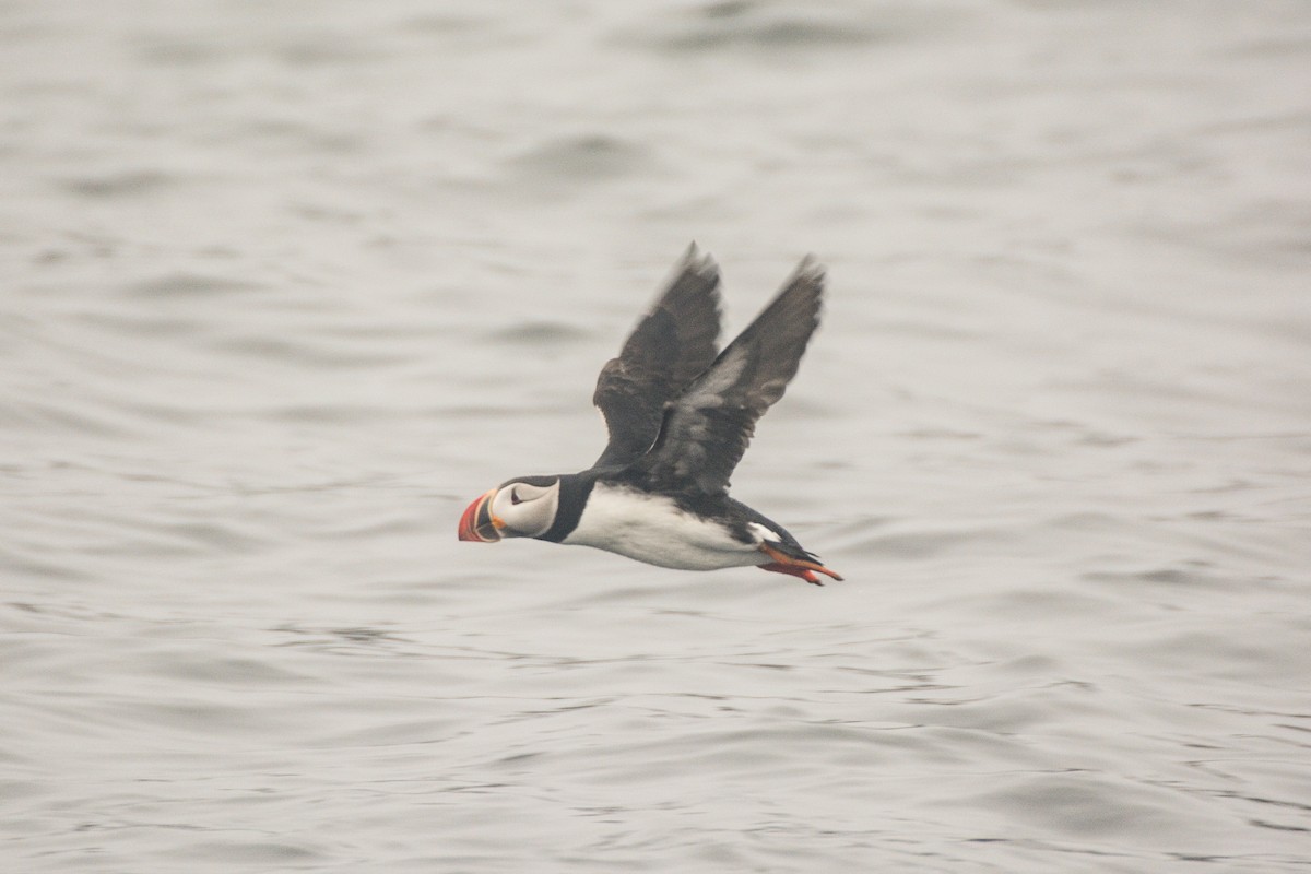 Atlantic Puffin - ML620456007