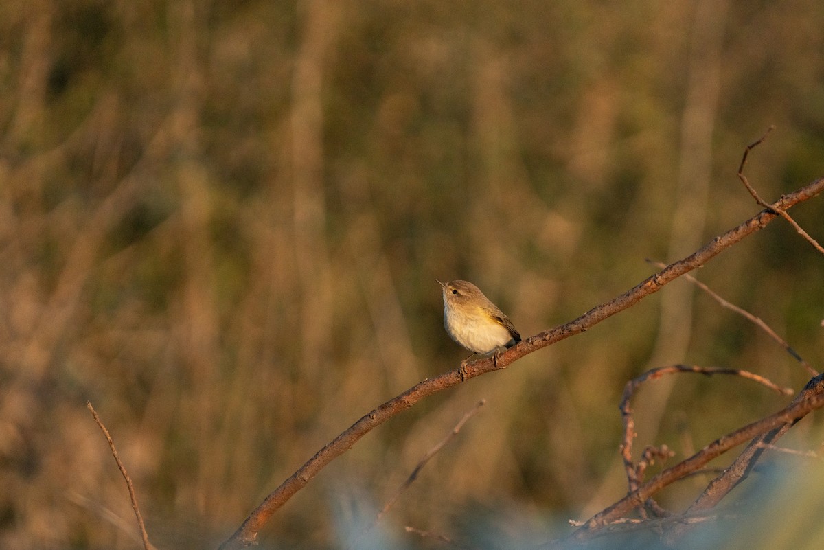 Common Chiffchaff - ML620456008