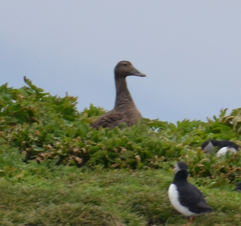 Antzara/Branta sp. - ML620456009