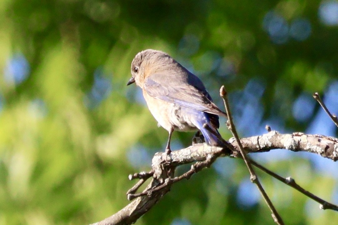 Eastern Bluebird - ML620456012