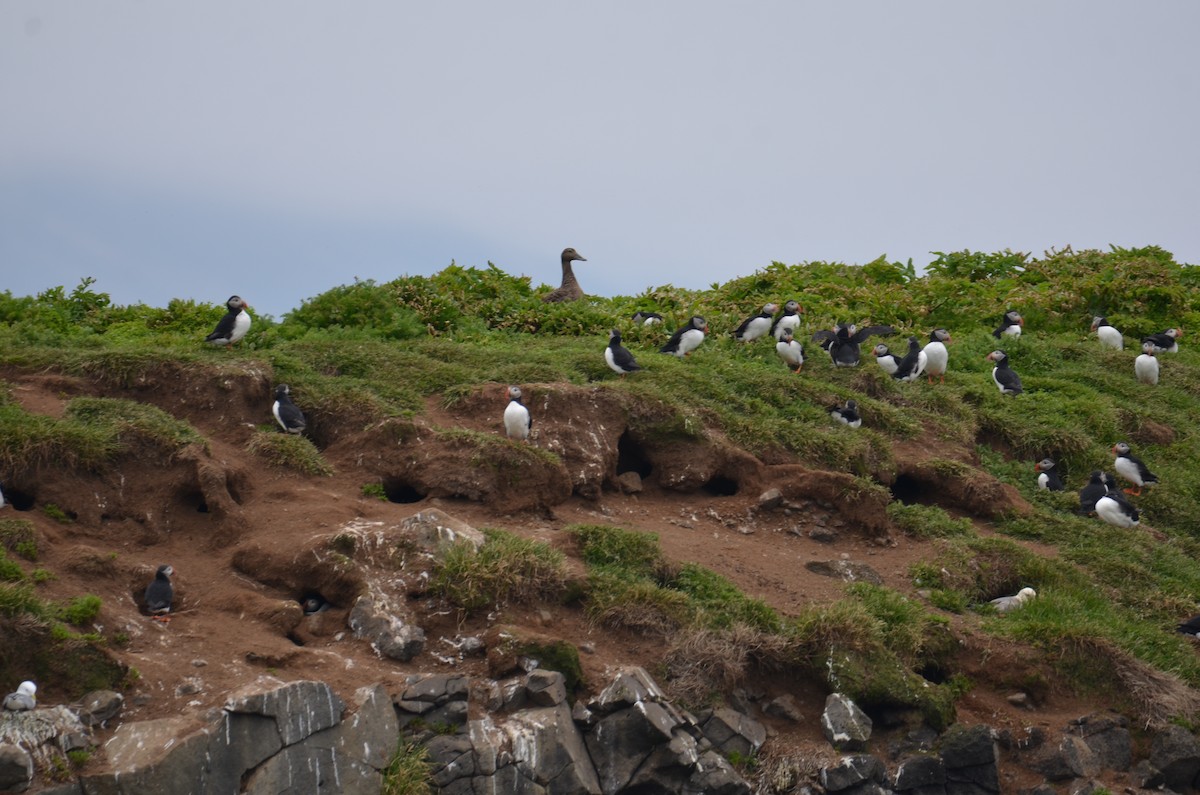 tanımsız kaz (Anser/Branta sp.) - ML620456013