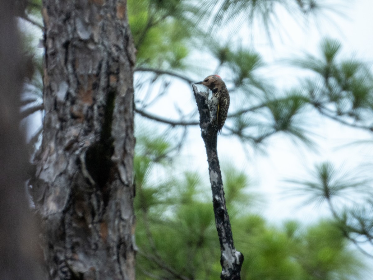 Northern Flicker - ML620456015