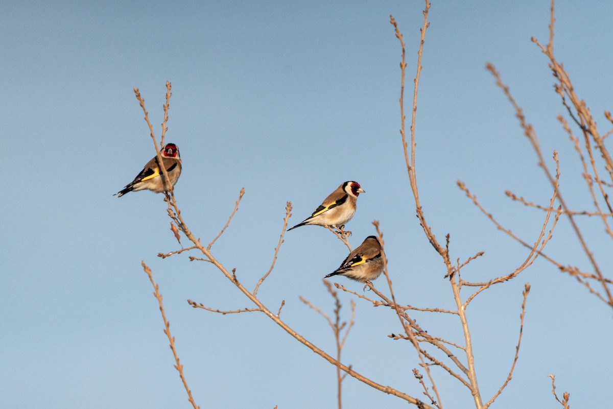 European Goldfinch - ML620456017