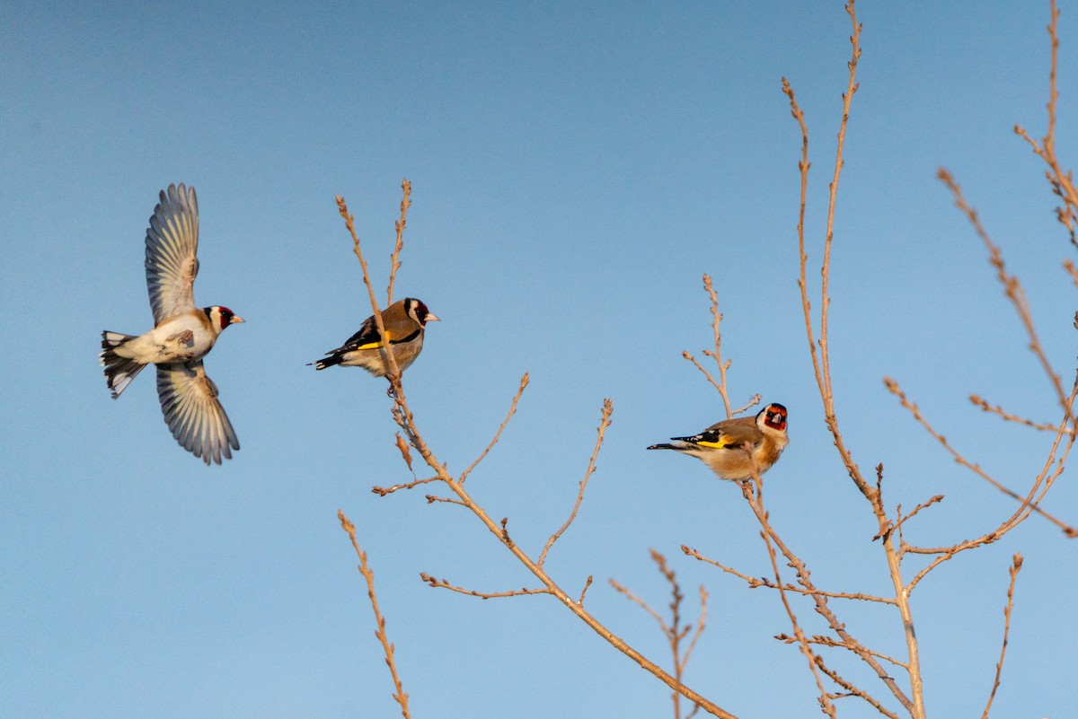 European Goldfinch - ML620456018