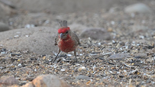 House Finch - ML620456019