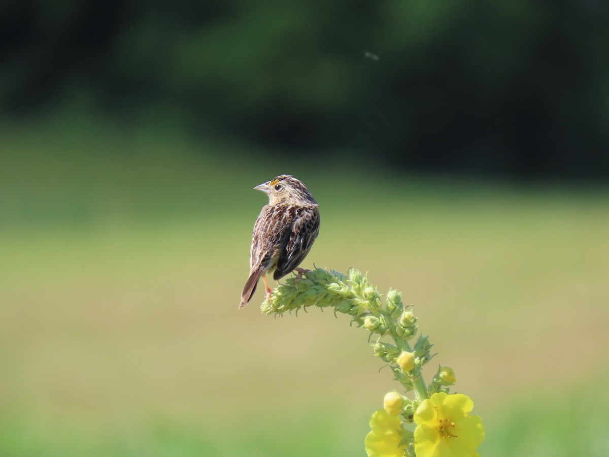 Grasshopper Sparrow - ML620456021
