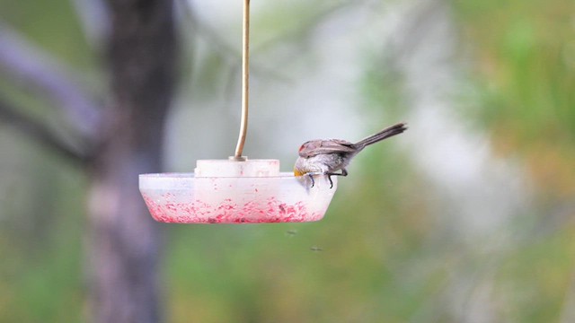 Pájaro Moscón Baloncito - ML620456023