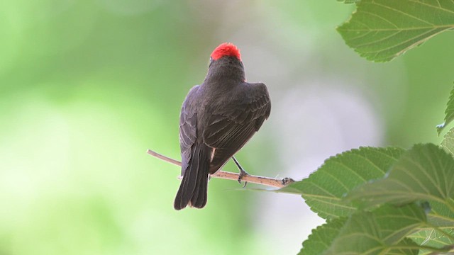 Vermilion Flycatcher - ML620456027