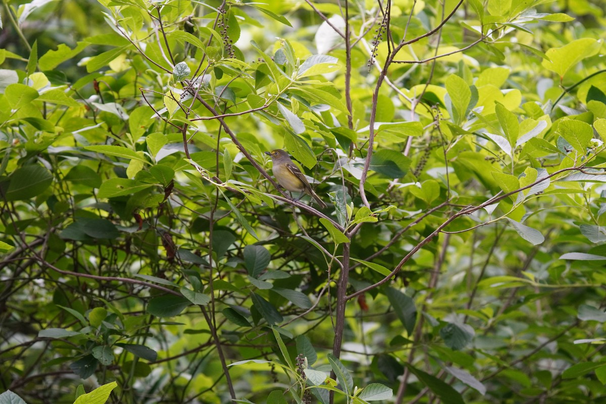 Ak Gözlü Vireo - ML620456032