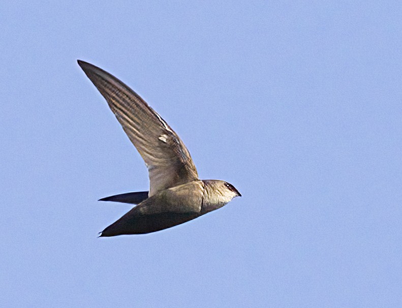 Chimney Swift - ML620456037