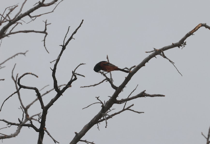 Orchard Oriole - Kevin Sarsfield