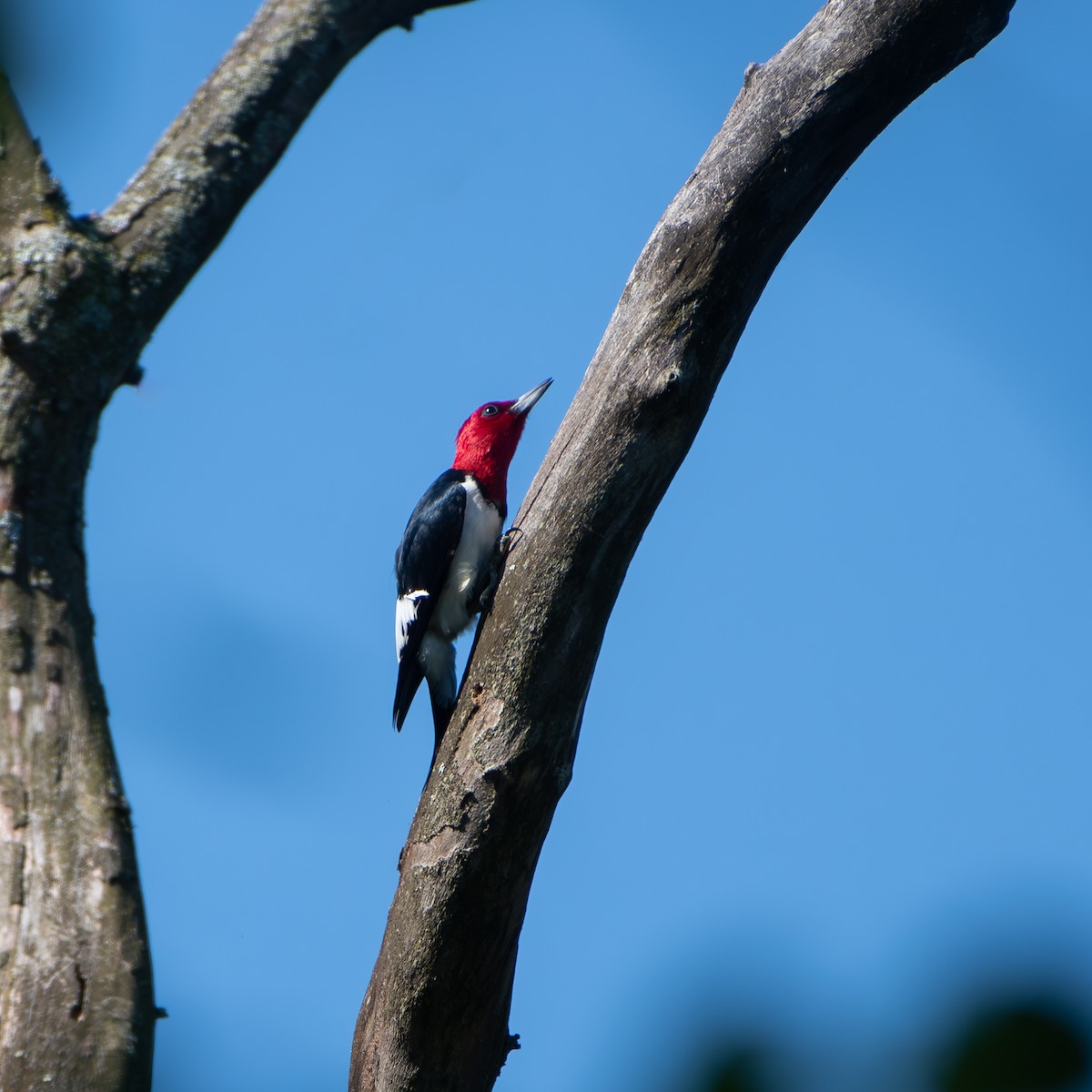 Red-headed Woodpecker - ML620456052
