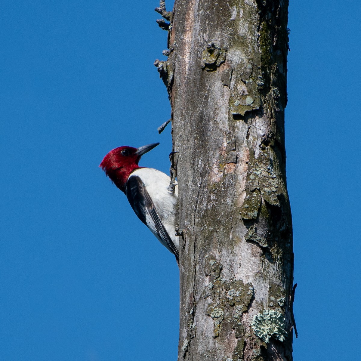 Red-headed Woodpecker - ML620456053