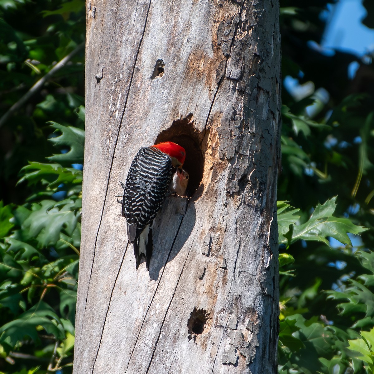 Red-bellied Woodpecker - ML620456054