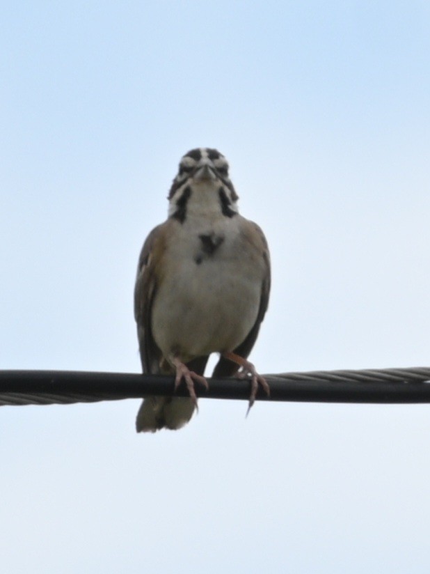 Lark Sparrow - ML620456056