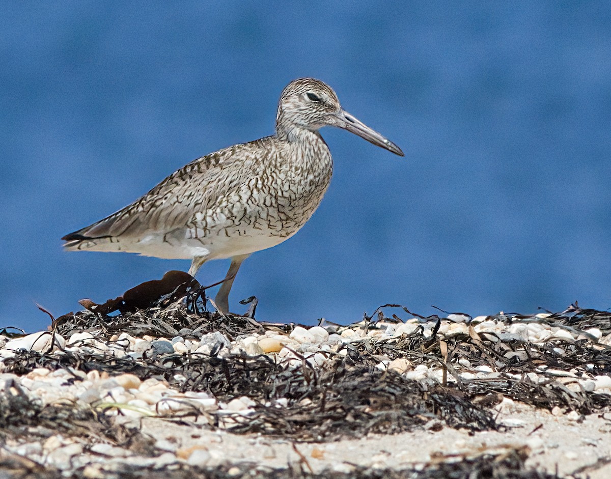 Willet - ML620456066