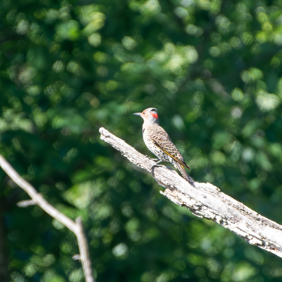 Northern Flicker - Kevin ODonnell