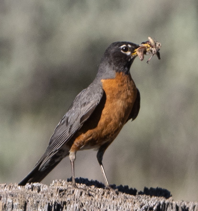 American Robin - ML620456070