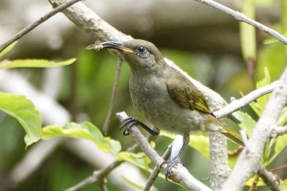 Dark-brown Honeyeater - ML620456072