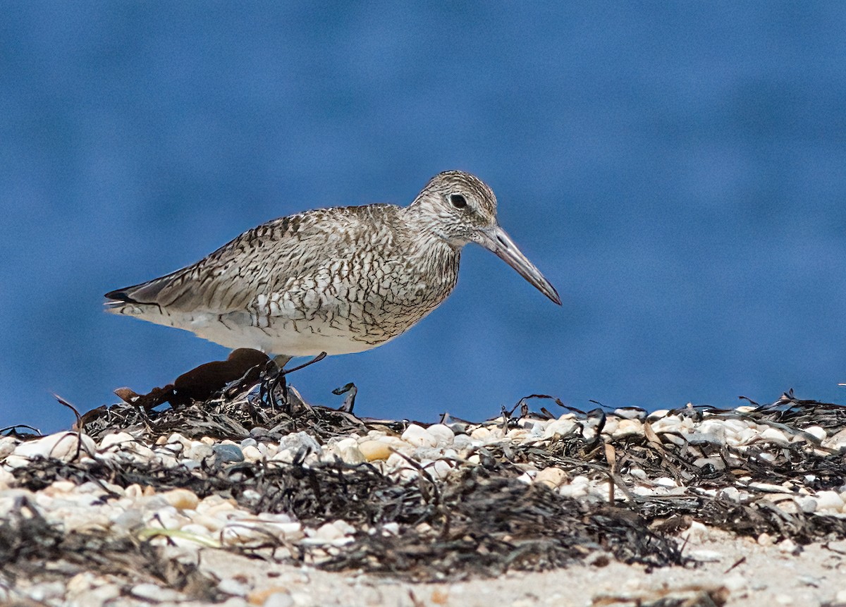 Willet - ML620456086