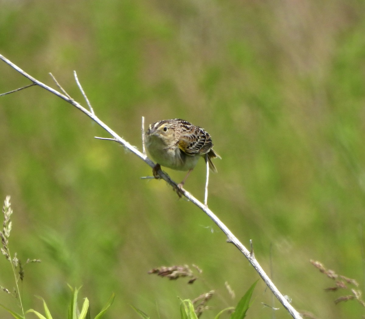 Grasshopper Sparrow - ML620456088