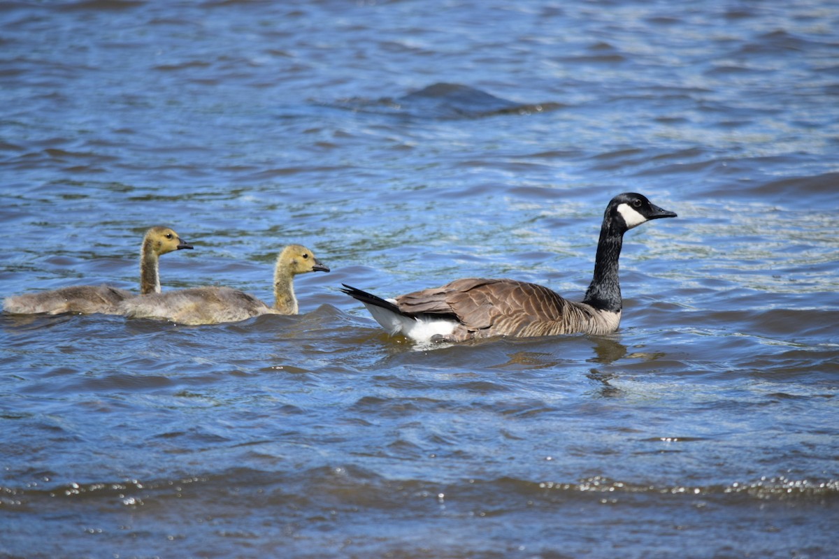 Canada Goose - ML620456095