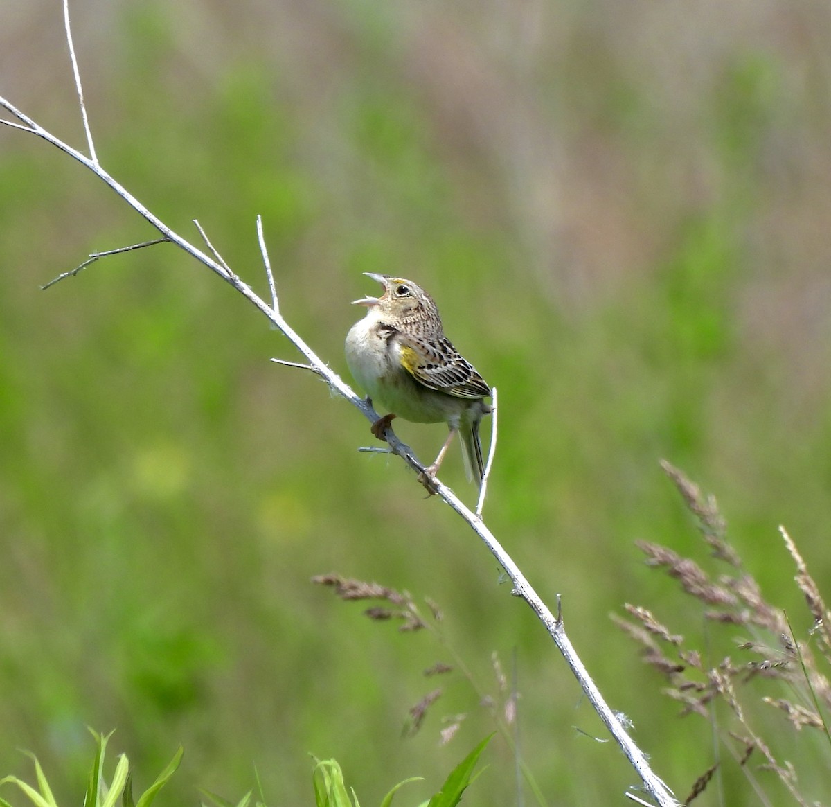 Grasshopper Sparrow - ML620456097