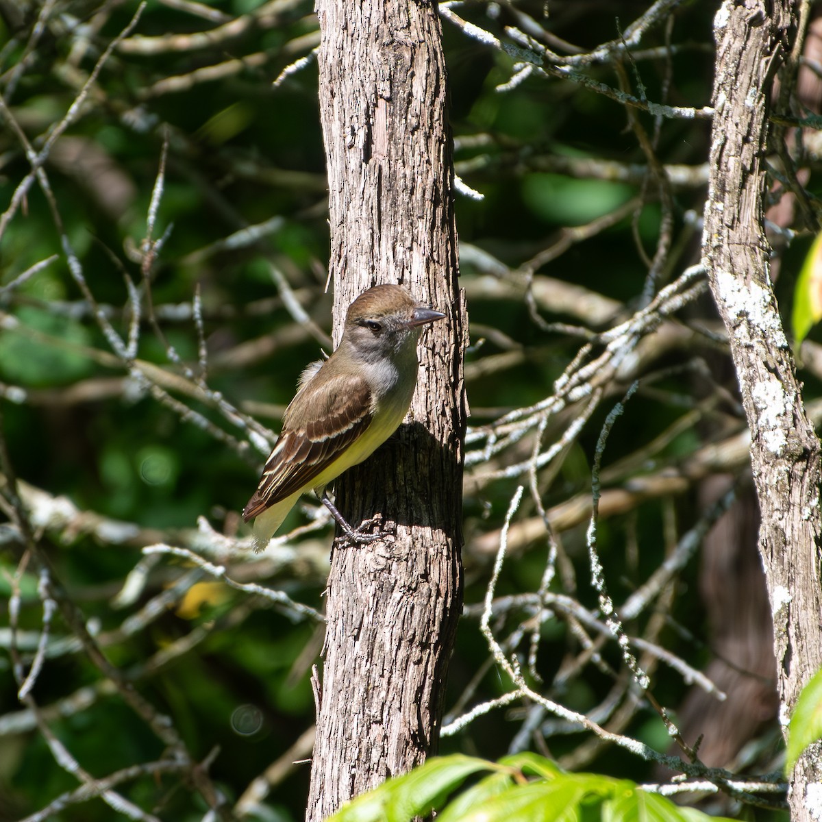 Great Crested Flycatcher - ML620456100