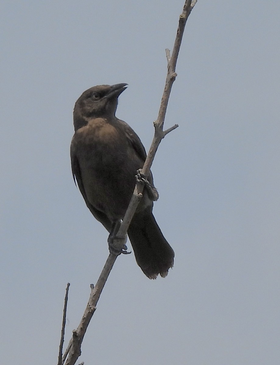 Common Grackle - ML620456102