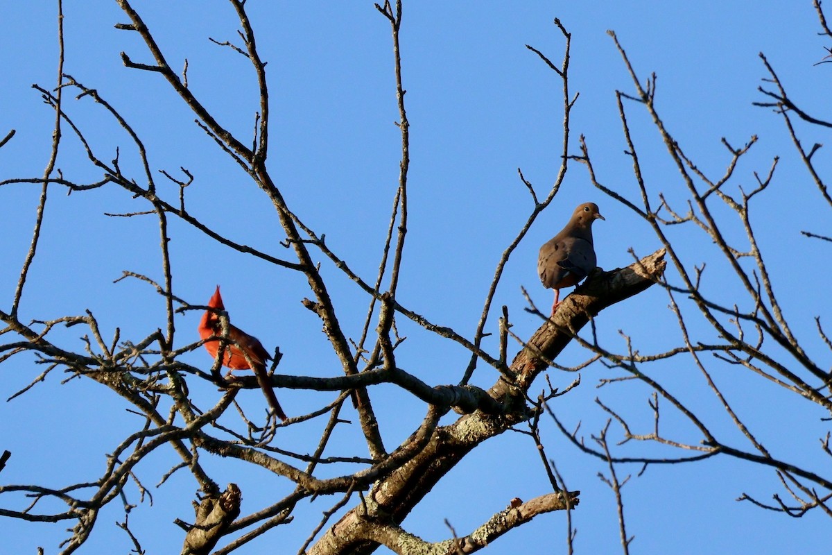 Northern Cardinal - ML620456103