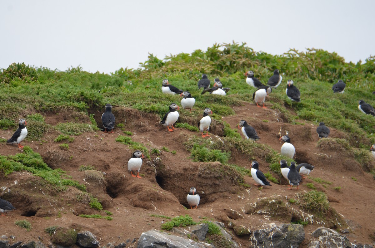 Atlantic Puffin - Kerry Beaghan