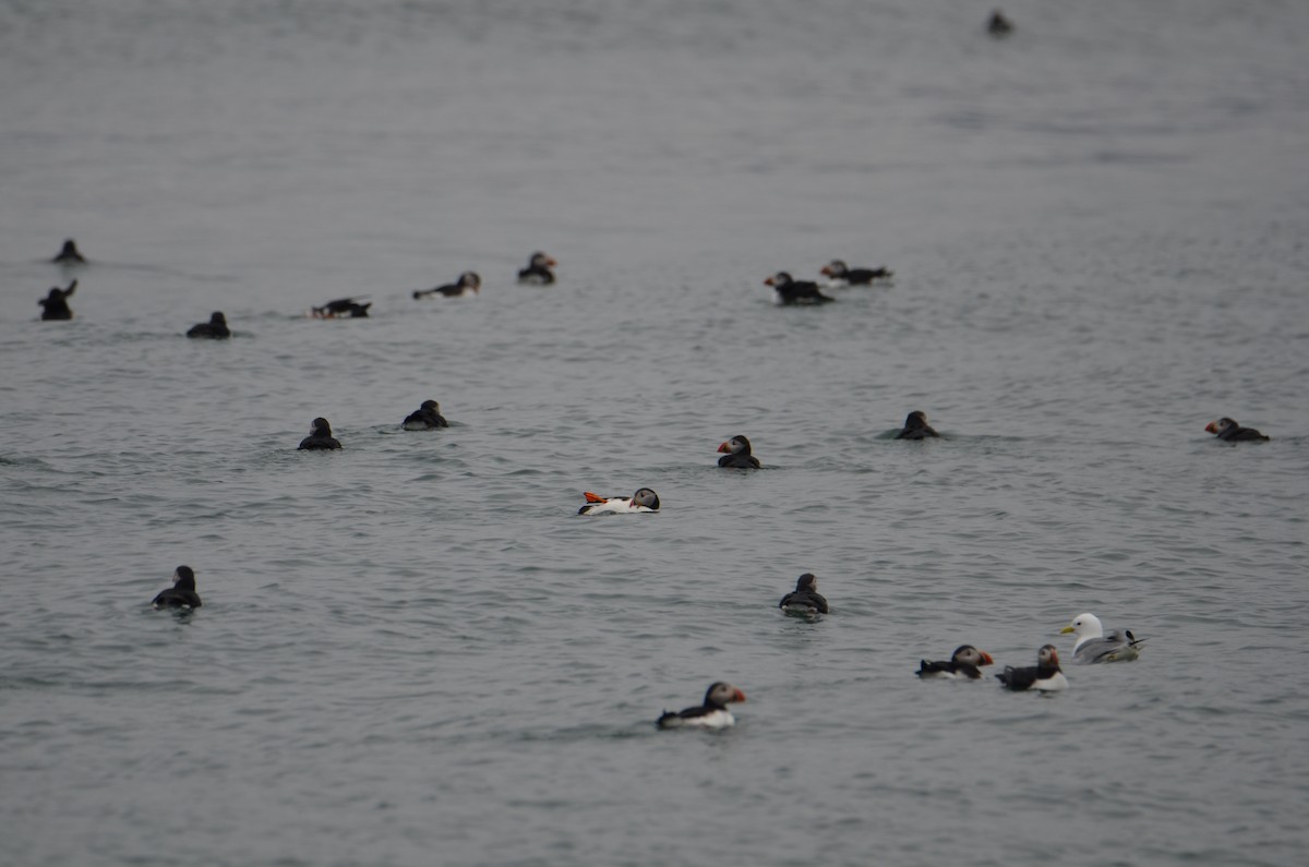 Atlantic Puffin - Kerry Beaghan