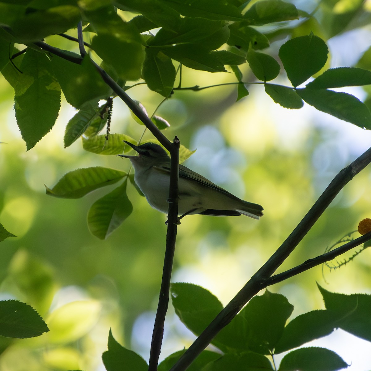 Red-eyed Vireo - Kevin ODonnell