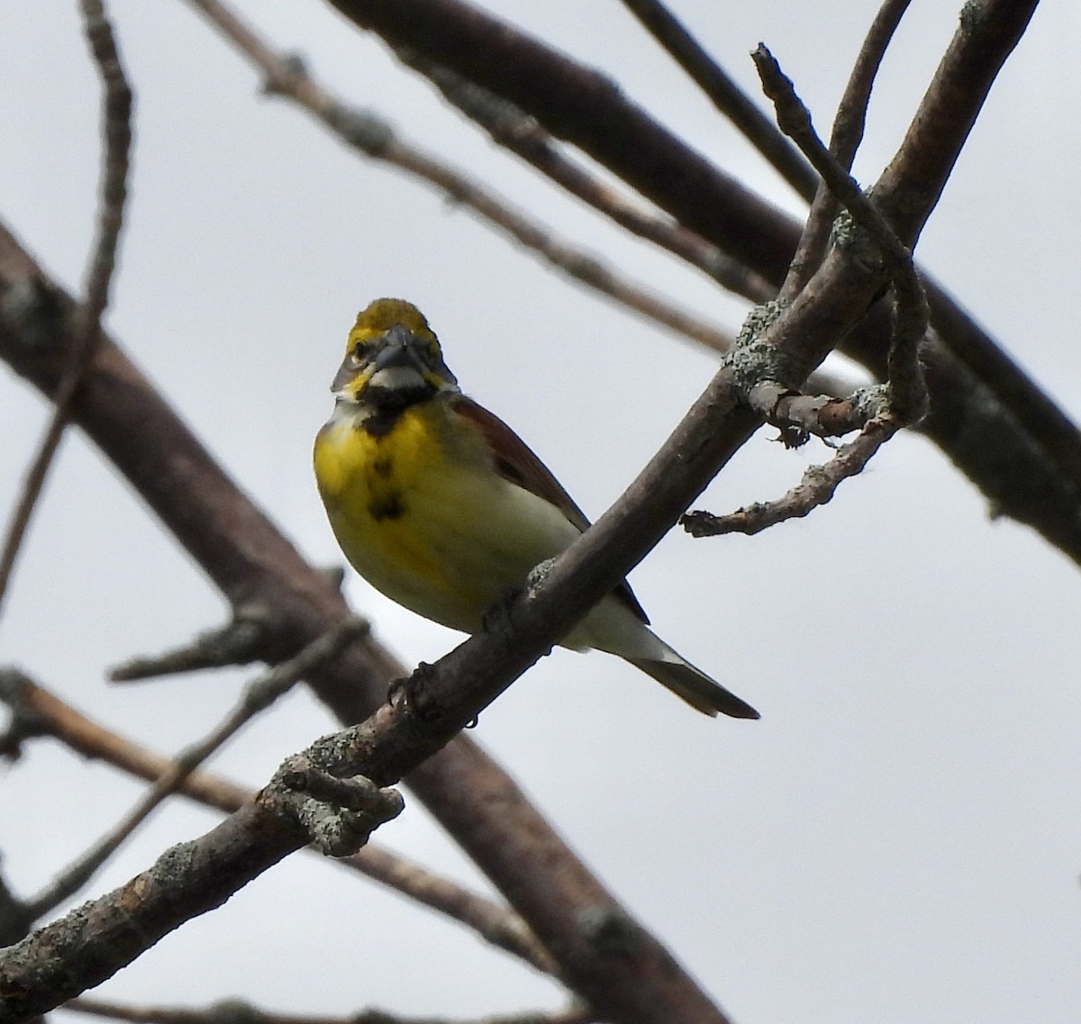 Dickcissel - ML620456128