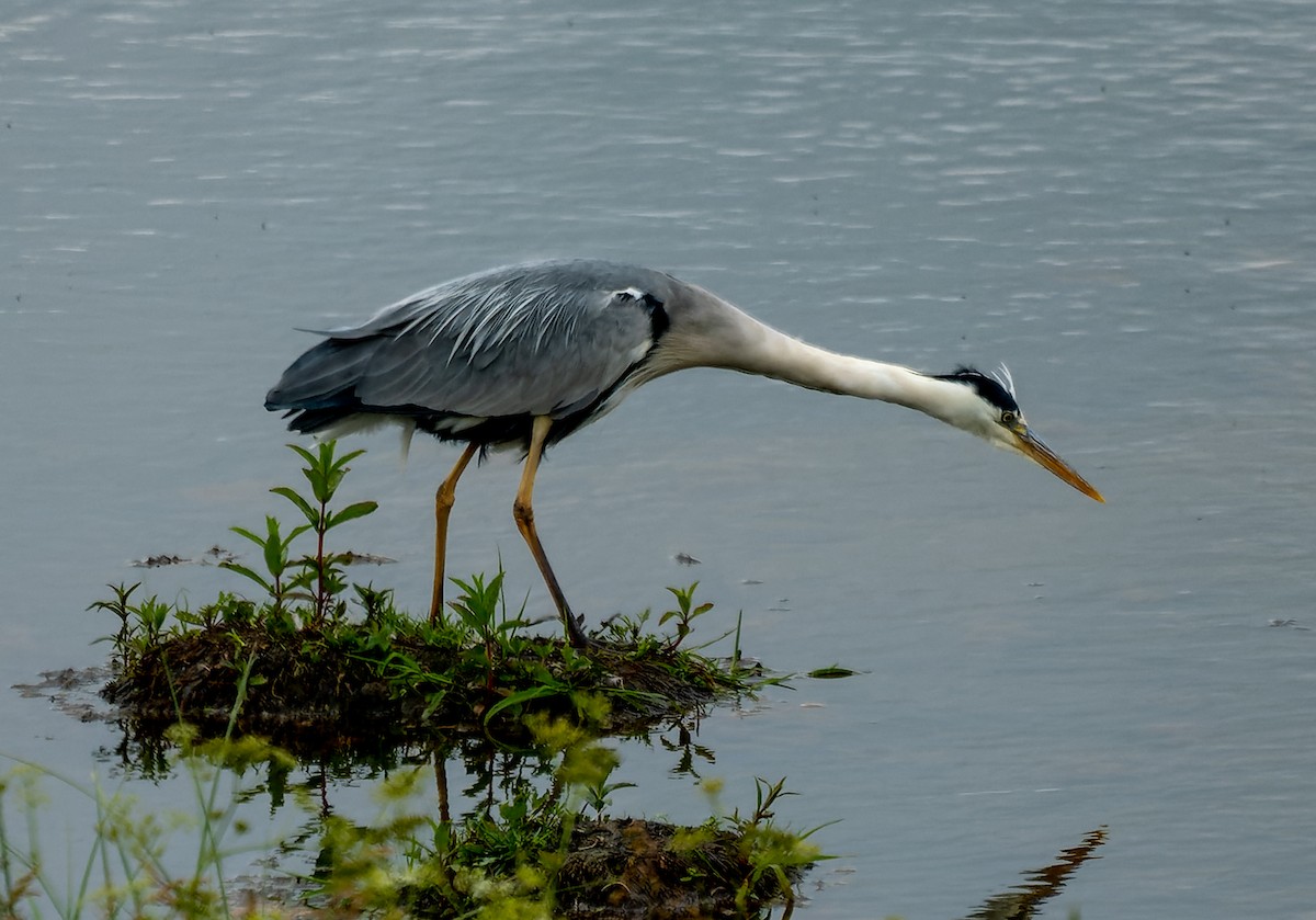 Gray Heron - ML620456133