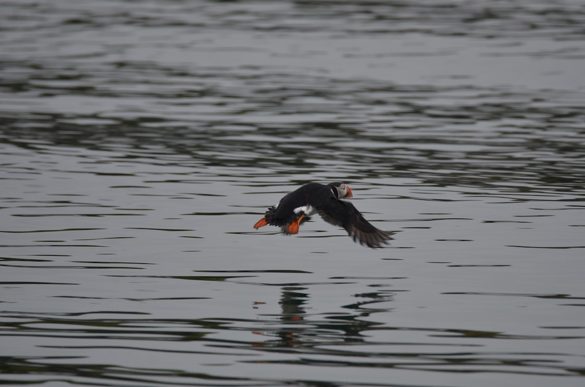 Common Eider - ML620456136