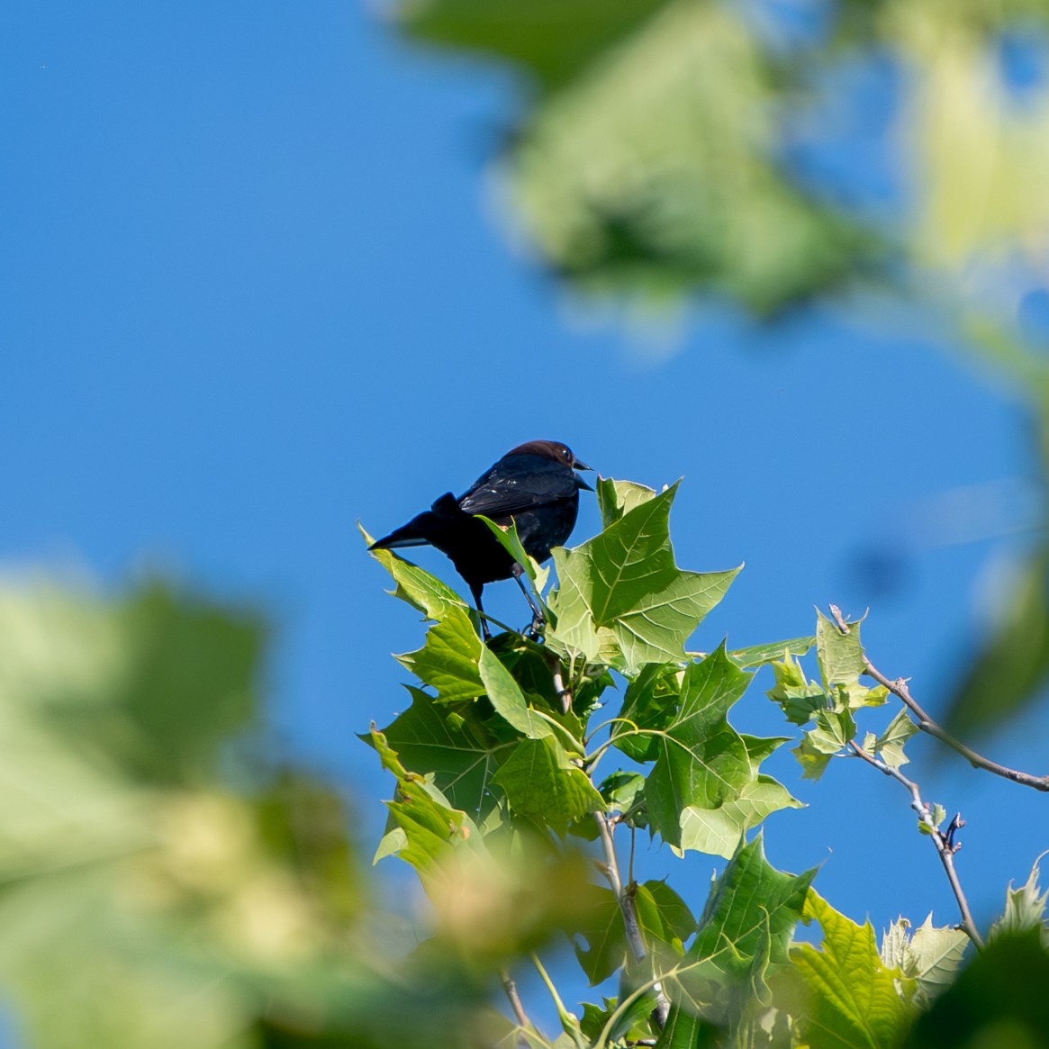 Brown-headed Cowbird - ML620456138