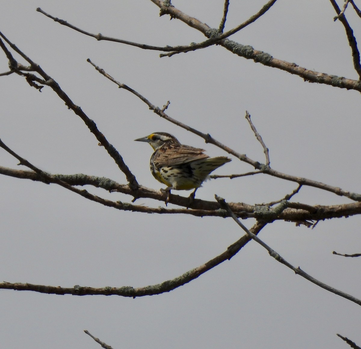 Eastern Meadowlark - ML620456145